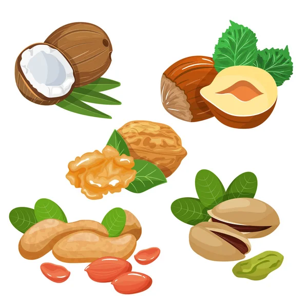 Colourful sketch of different kinds of nuts. Vector isolated kernels collection. — Stock Vector