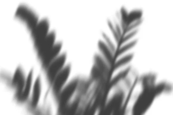 Koyu bir arkaplan, sayısız yumuşak, parıldayan beyaz bokeh daireleri ve oval dairelerle aydınlatılarak rüya gibi ve ruhani bir soyut kompozisyon oluşturulur..