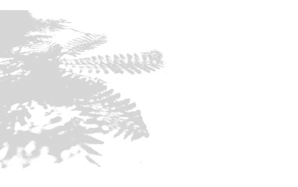 Yumuşak, dağınık güneş ışığını içeren soyut bir arkaplan parlak beyaz bir yüzey üzerinde temiz, geometrik gölgeler yaratarak sakinlik ve basitlik hissi uyandırıyor..