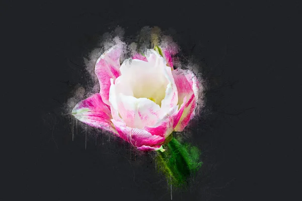 Mayıs ayında tam gelişmiş lale. Akrilik mürekkep.