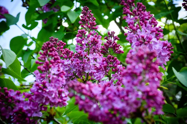 İlkbaharda çiçek açan Leylaklar. Mor çiçekler