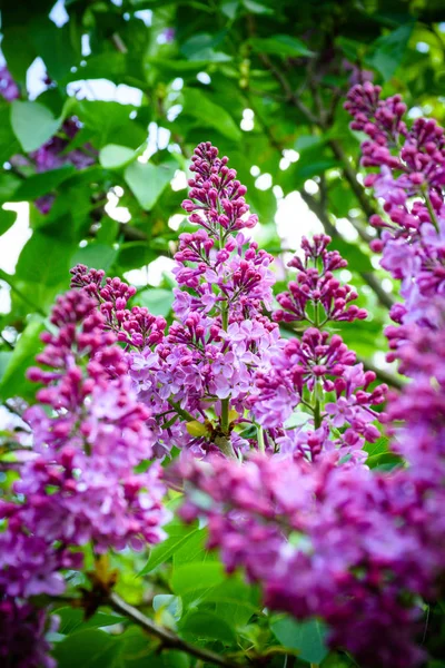 Virágzó Orgonát Tavasszal Lila Virágok — Stock Fotó