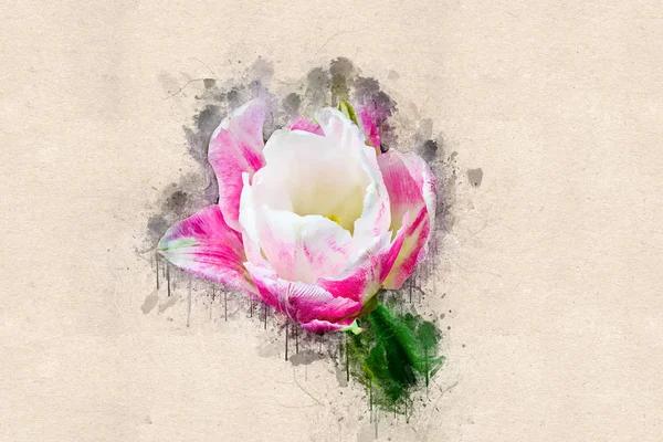 Mayıs ayında tam gelişmiş lale. Akrilik mürekkep.