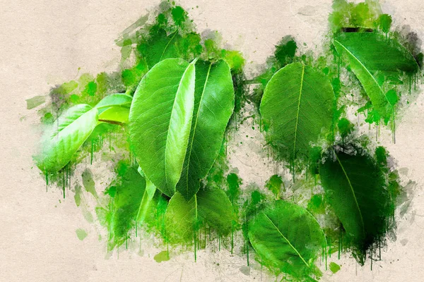 Taze renkli yeşil armut bırakır. Akrilik mürekkep.