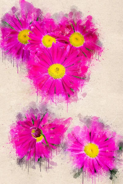 Parlak çiçek pembe papatya bahçesinde. Akrilik mürekkep