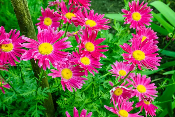 Bahçedeki parlak pembe çiçek papatya