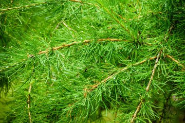 Yağmur damlaları Çam iğneleri ve ormanı