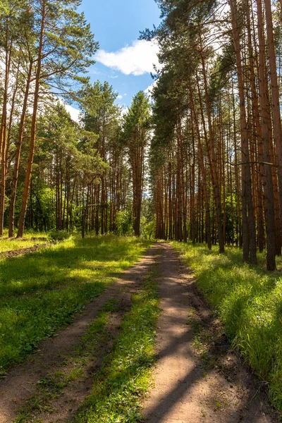 Patikadan bir çam ormanı içinde