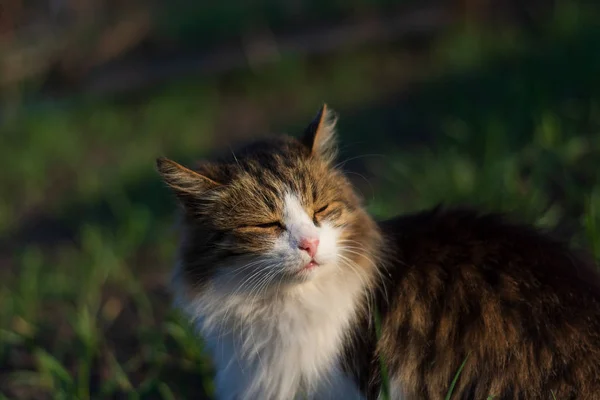 Kedi güneşte söylüyorsun. Golden sunset.