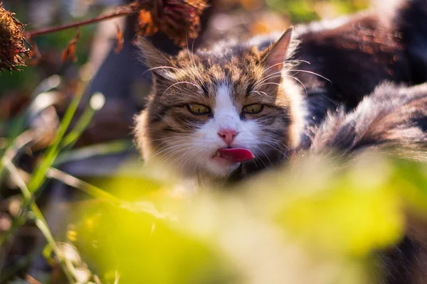 Kırmızı uzun kedi dili. Çok öfkeli bir görünüm