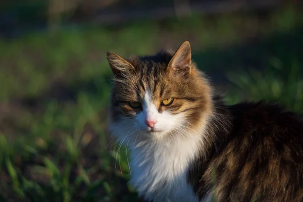 Kedi göz ciddi. Güzel kedi.