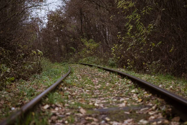 Gräsyta Järnvägen Skogen — Stockfoto