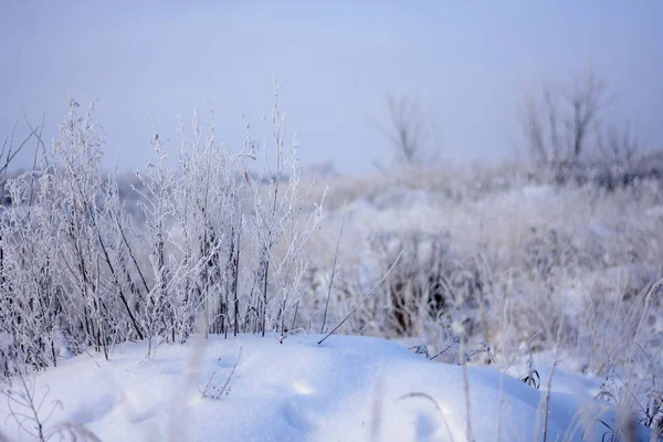 Kuru ot çalıların altında bir rüzgârla oluşan kar yığını içinde kar