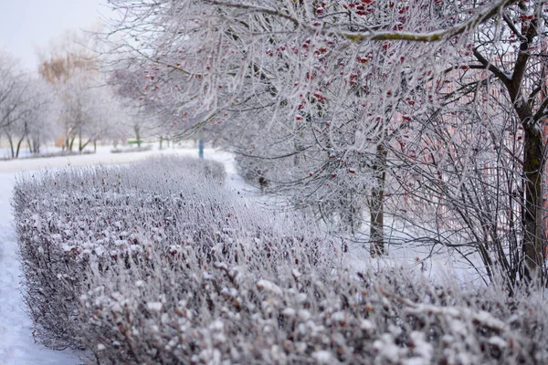 Rowan ve çalılar çok sayıda buzlu sır ile kaplı