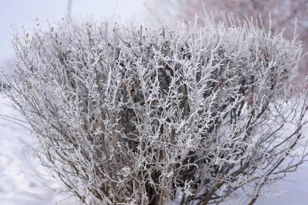 Buzlu sır ormanda dalları