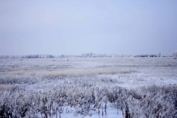 Karla kaplı alanıyla çalılar ve ağaçlar uzaktan