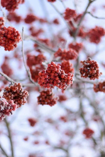 Rowan kümeleri karla kaplı dallar