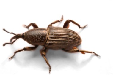 Whit üzerinde izole meşe palamudu weevil, Curculio glandium,