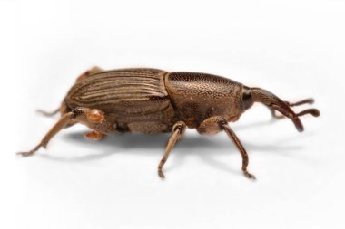Whit üzerinde izole meşe palamudu weevil, Curculio glandium,