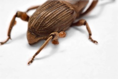 Whit üzerinde izole meşe palamudu weevil, Curculio glandium,