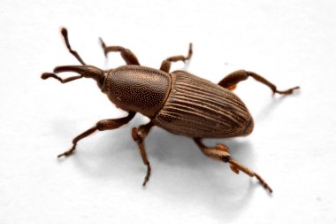 Whit üzerinde izole meşe palamudu weevil, Curculio glandium,