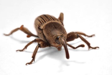 Whit üzerinde izole meşe palamudu weevil, Curculio glandium,