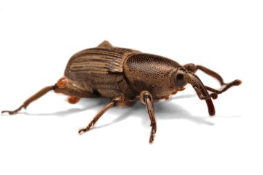Whit üzerinde izole meşe palamudu weevil, Curculio glandium,