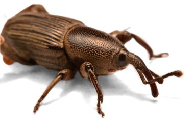 Whit üzerinde izole meşe palamudu weevil, Curculio glandium,
