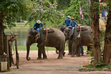 Fil gibi insanlar Tayland fil Koruma Merkezi Lampang-A vitrin bir Tay dili veya Asya fili yeteneklerini göstermek için bir faaliyet gösteriyor