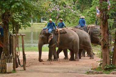 Fil gibi insanlar Tayland fil Koruma Merkezi Lampang-A vitrin bir Tay dili veya Asya fili yeteneklerini göstermek için bir faaliyet gösteriyor