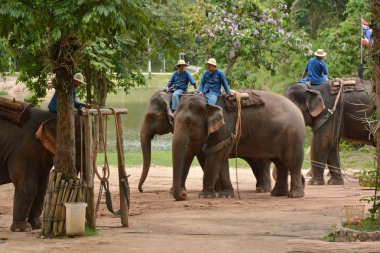 Fil gibi insanlar Tayland fil Koruma Merkezi Lampang-A vitrin bir Tay dili veya Asya fili yeteneklerini göstermek için bir faaliyet gösteriyor