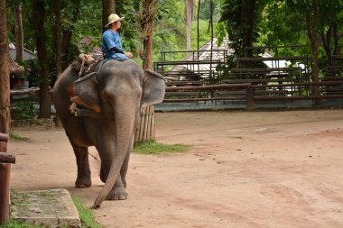 Fil gibi insanlar Tayland fil Koruma Merkezi Lampang-A vitrin bir Tay dili veya Asya fili yeteneklerini göstermek için bir faaliyet gösteriyor