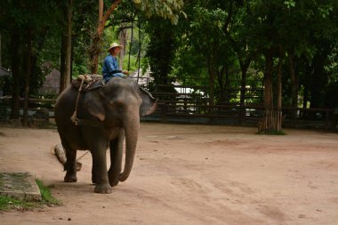 Fil gibi insanlar Tayland fil Koruma Merkezi Lampang-A vitrin bir Tay dili veya Asya fili yeteneklerini göstermek için bir faaliyet gösteriyor