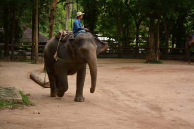 Fil gibi insanlar Tayland fil Koruma Merkezi Lampang-A vitrin bir Tay dili veya Asya fili yeteneklerini göstermek için bir faaliyet gösteriyor