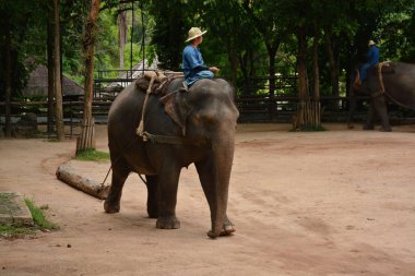 Fil gibi insanlar Tayland fil Koruma Merkezi Lampang-A vitrin bir Tay dili veya Asya fili yeteneklerini göstermek için bir faaliyet gösteriyor