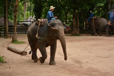 Fil gibi insanlar Tayland fil Koruma Merkezi Lampang-A vitrin bir Tay dili veya Asya fili yeteneklerini göstermek için bir faaliyet gösteriyor