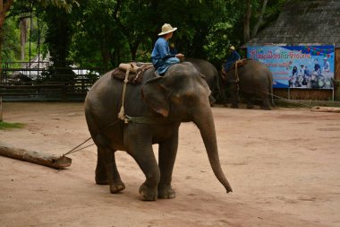 Fil gibi insanlar Tayland fil Koruma Merkezi Lampang-A vitrin bir Tay dili veya Asya fili yeteneklerini göstermek için bir faaliyet gösteriyor