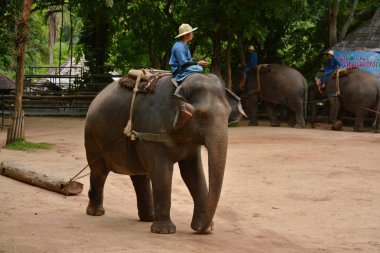 Fil gibi insanlar Tayland fil Koruma Merkezi Lampang-A vitrin bir Tay dili veya Asya fili yeteneklerini göstermek için bir faaliyet gösteriyor