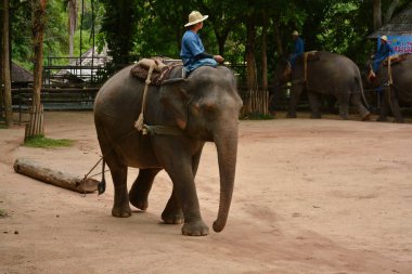 Fil gibi insanlar Tayland fil Koruma Merkezi Lampang-A vitrin bir Tay dili veya Asya fili yeteneklerini göstermek için bir faaliyet gösteriyor
