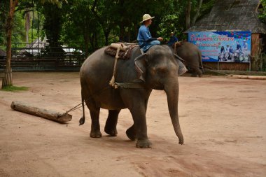 Fil gibi insanlar Tayland fil Koruma Merkezi Lampang-A vitrin bir Tay dili veya Asya fili yeteneklerini göstermek için bir faaliyet gösteriyor