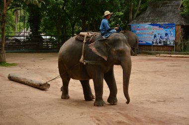Fil gibi insanlar Tayland fil Koruma Merkezi Lampang-A vitrin bir Tay dili veya Asya fili yeteneklerini göstermek için bir faaliyet gösteriyor