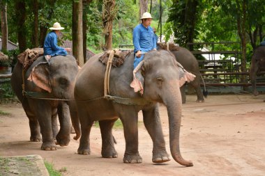 Fil gibi insanlar Tayland fil Koruma Merkezi Lampang-A vitrin bir Tay dili veya Asya fili yeteneklerini göstermek için bir faaliyet gösteriyor