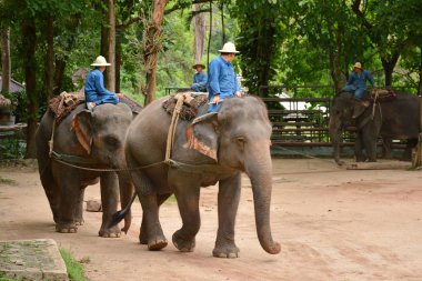 Fil gibi insanlar Tayland fil Koruma Merkezi Lampang-A vitrin bir Tay dili veya Asya fili yeteneklerini göstermek için bir faaliyet gösteriyor