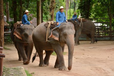 Fil gibi insanlar Tayland fil Koruma Merkezi Lampang-A vitrin bir Tay dili veya Asya fili yeteneklerini göstermek için bir faaliyet gösteriyor