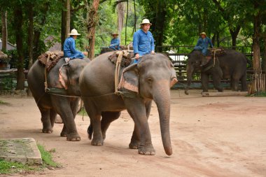 Fil gibi insanlar Tayland fil Koruma Merkezi Lampang-A vitrin bir Tay dili veya Asya fili yeteneklerini göstermek için bir faaliyet gösteriyor