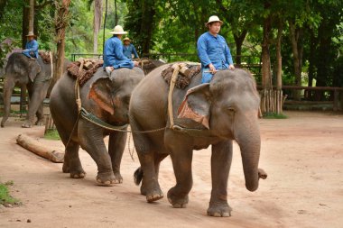 Fil gibi insanlar Tayland fil Koruma Merkezi Lampang-A vitrin bir Tay dili veya Asya fili yeteneklerini göstermek için bir faaliyet gösteriyor