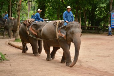 Fil gibi insanlar Tayland fil Koruma Merkezi Lampang-A vitrin bir Tay dili veya Asya fili yeteneklerini göstermek için bir faaliyet gösteriyor