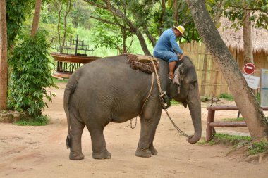 Fil gibi insanlar Tayland fil Koruma Merkezi Lampang-A vitrin bir Tay dili veya Asya fili yeteneklerini göstermek için bir faaliyet gösteriyor