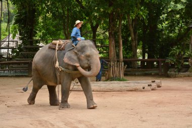 Fil gibi insanlar Tayland fil Koruma Merkezi Lampang-A vitrin bir Tay dili veya Asya fili yeteneklerini göstermek için bir faaliyet gösteriyor
