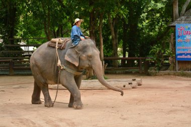 Fil gibi insanlar Tayland fil Koruma Merkezi Lampang-A vitrin bir Tay dili veya Asya fili yeteneklerini göstermek için bir faaliyet gösteriyor